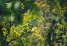 energy stocks expected to grow